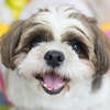 imagem de um cachorro da raça Shih Tzu