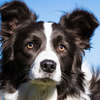 imagem de um cachorro da raça Border Collie