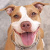 imagem de um cachorro da raça Pit Bull