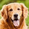 imagem de um cachorro da raça Golden Retriever
